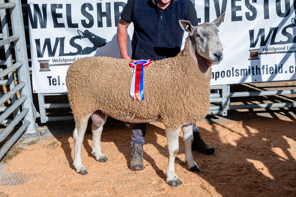 Welshpool  Image