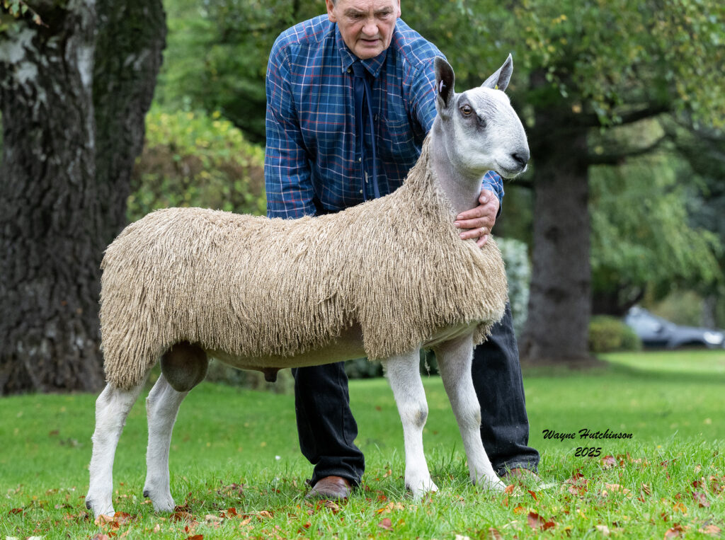 Overall Champion, Male Champion, First Prize Ram Lamb, lot 311 - 65/V001 Mr D W Henderson, Burndale - Sold for £18,000