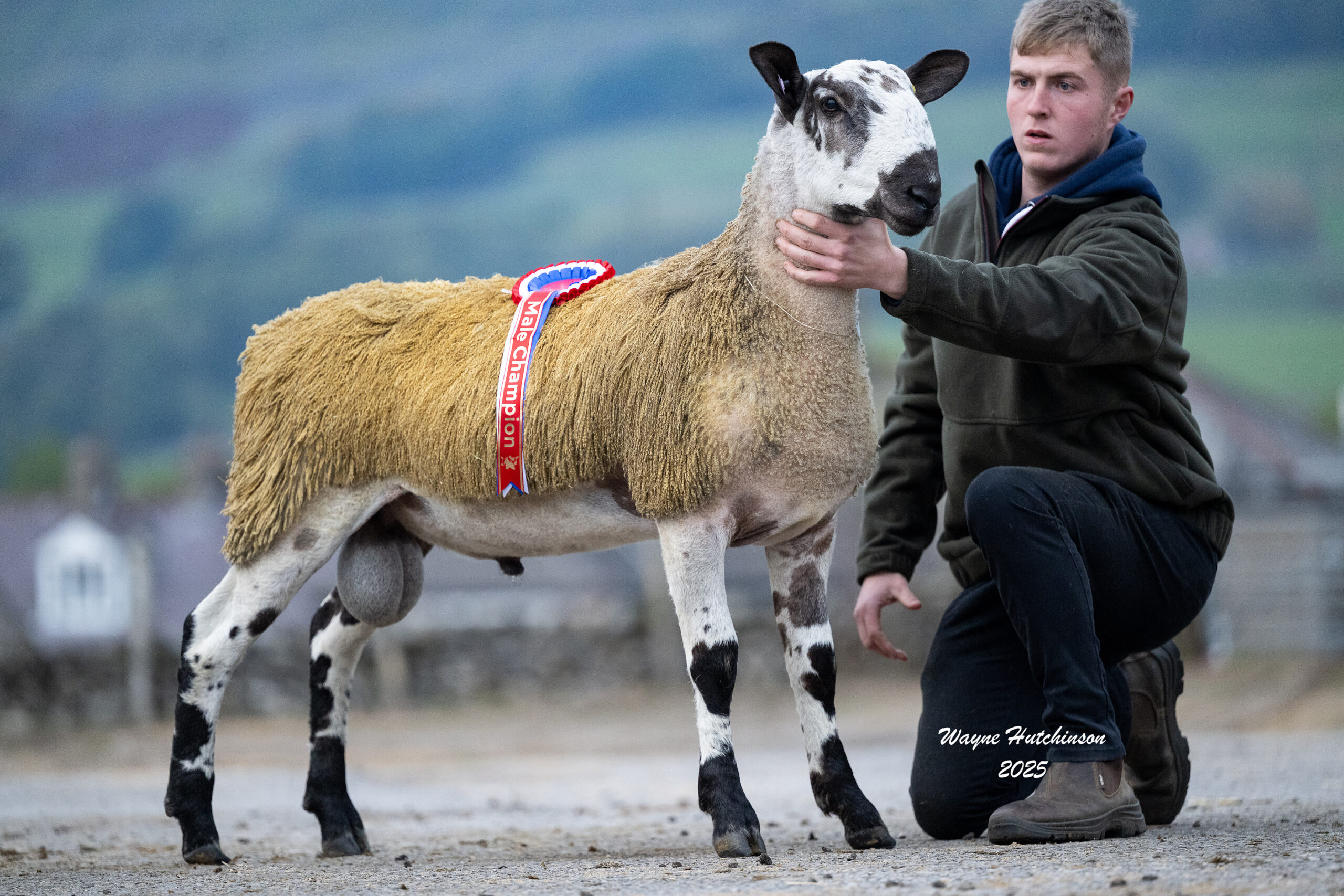 Hawes  Image