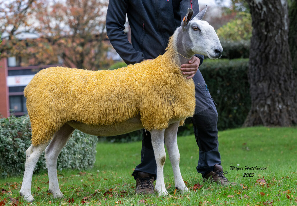 Champion Female, first prize Gimmer Shearling lot 462 233/T010 - Messrs Hewson, Parton sold for £3000