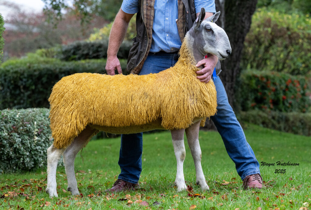 Reserve Champion Female, first prize Ewe lamb lot 471 233/V048 - Messrs Hewson, Parton sold for £800