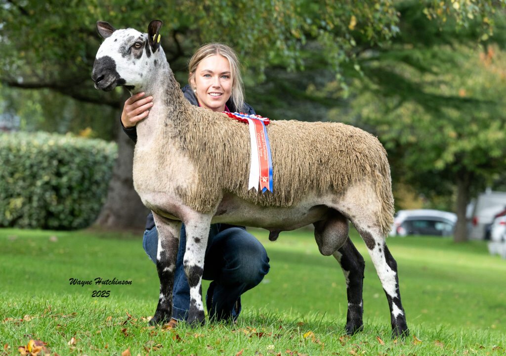 Overall Champion, Male Champion & First Prize Ram Lamb - Lot 835 4346/V013 Mr M R Thornborrow, Dawyck - Sold for £3500