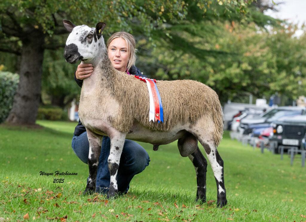 Overall Champion, Male Champion & First Prize Ram Lamb - Lot 835 4346/V013 Mr M R Thornborrow, Dawyck - Sold for £3500Dawyck - Sold for £3500