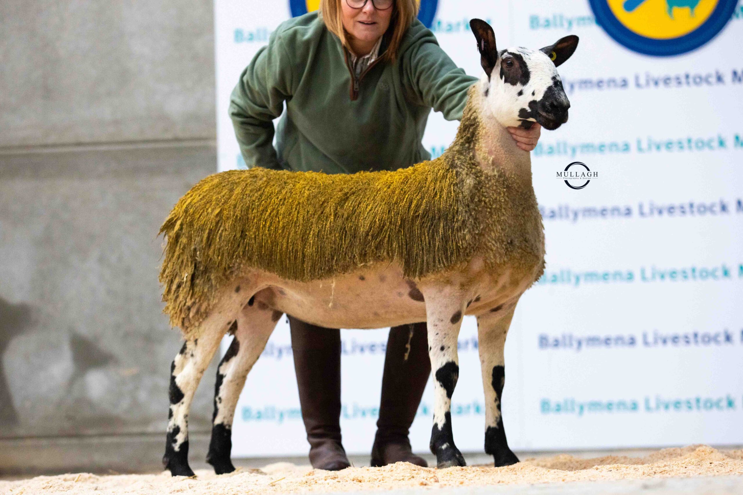 Ballymena Female Sale – 10th January 2026 Sale Reports