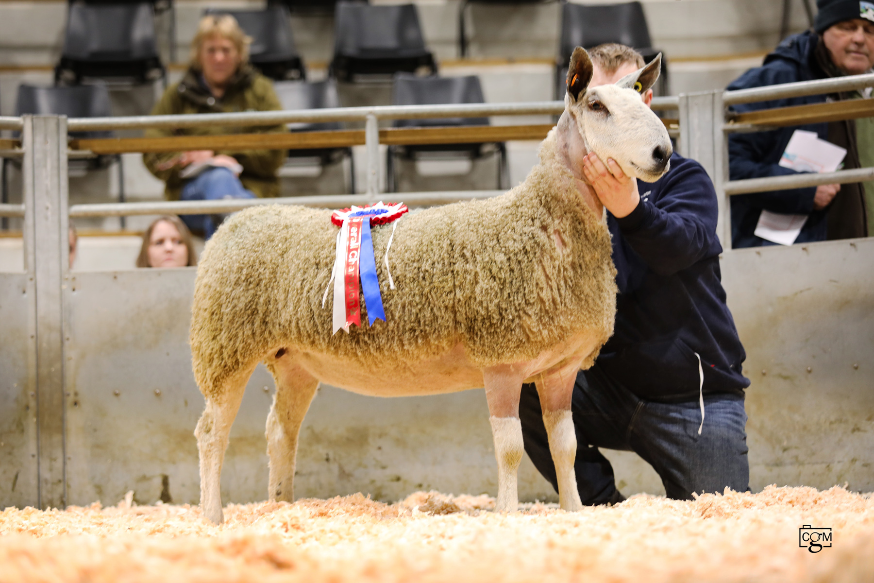 Hereford – Tuesday 13th January 2026 Sale Reports