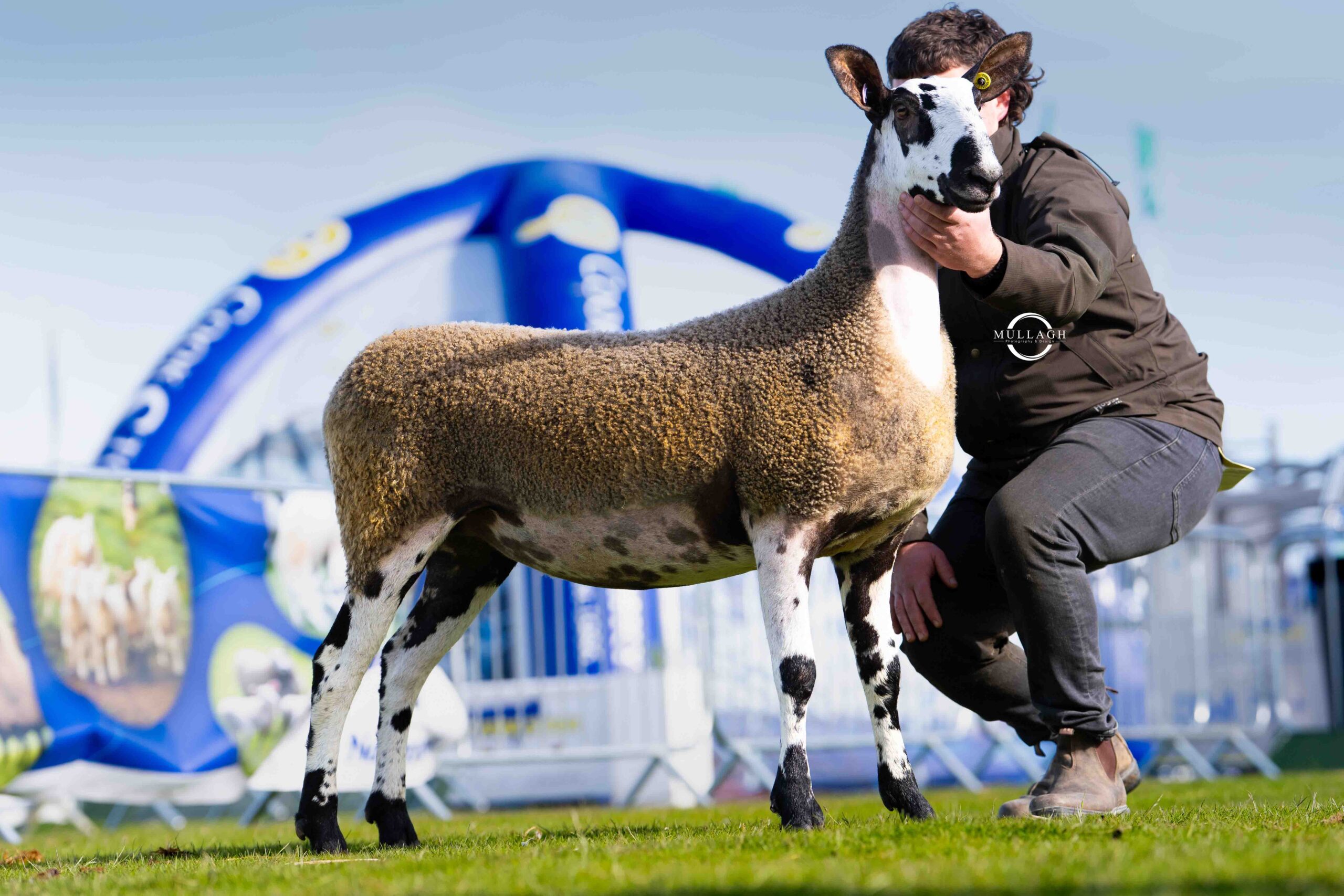 Balmoral Show 2026 Show Results