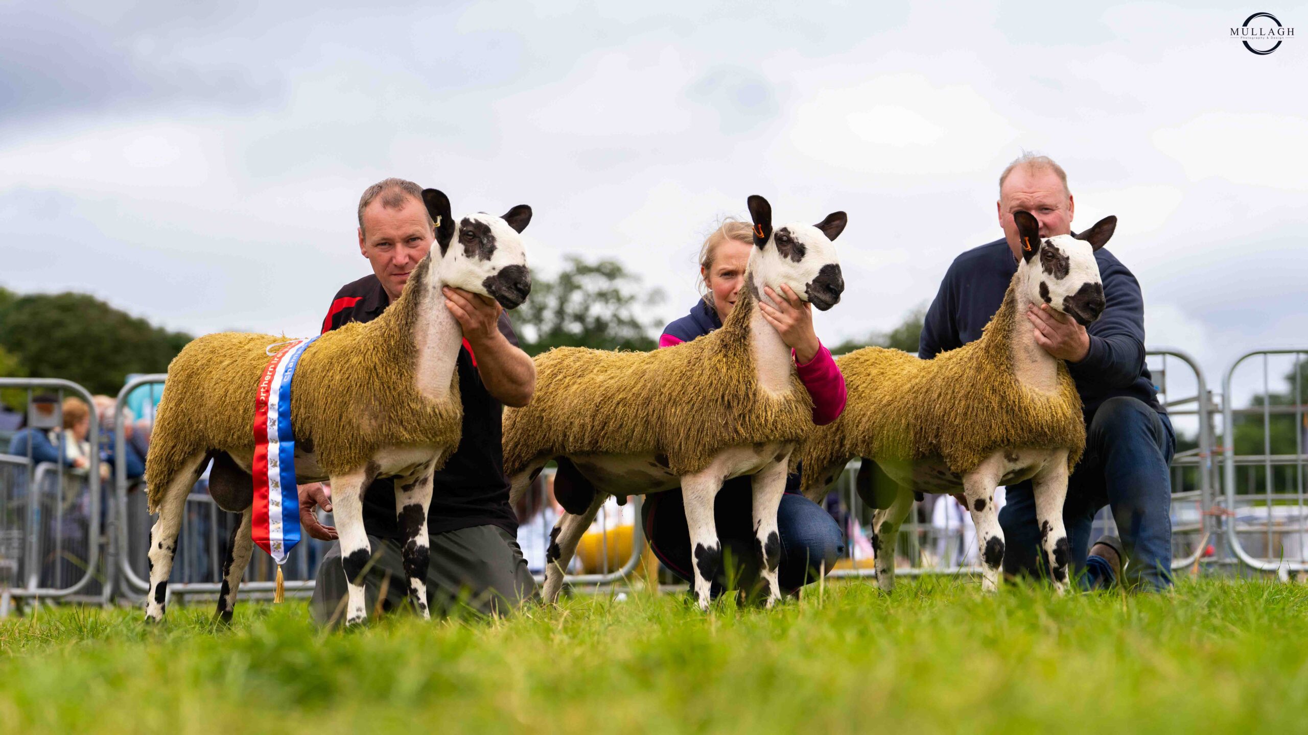 Northern Ireland Progeny Show - Antrim Show Image