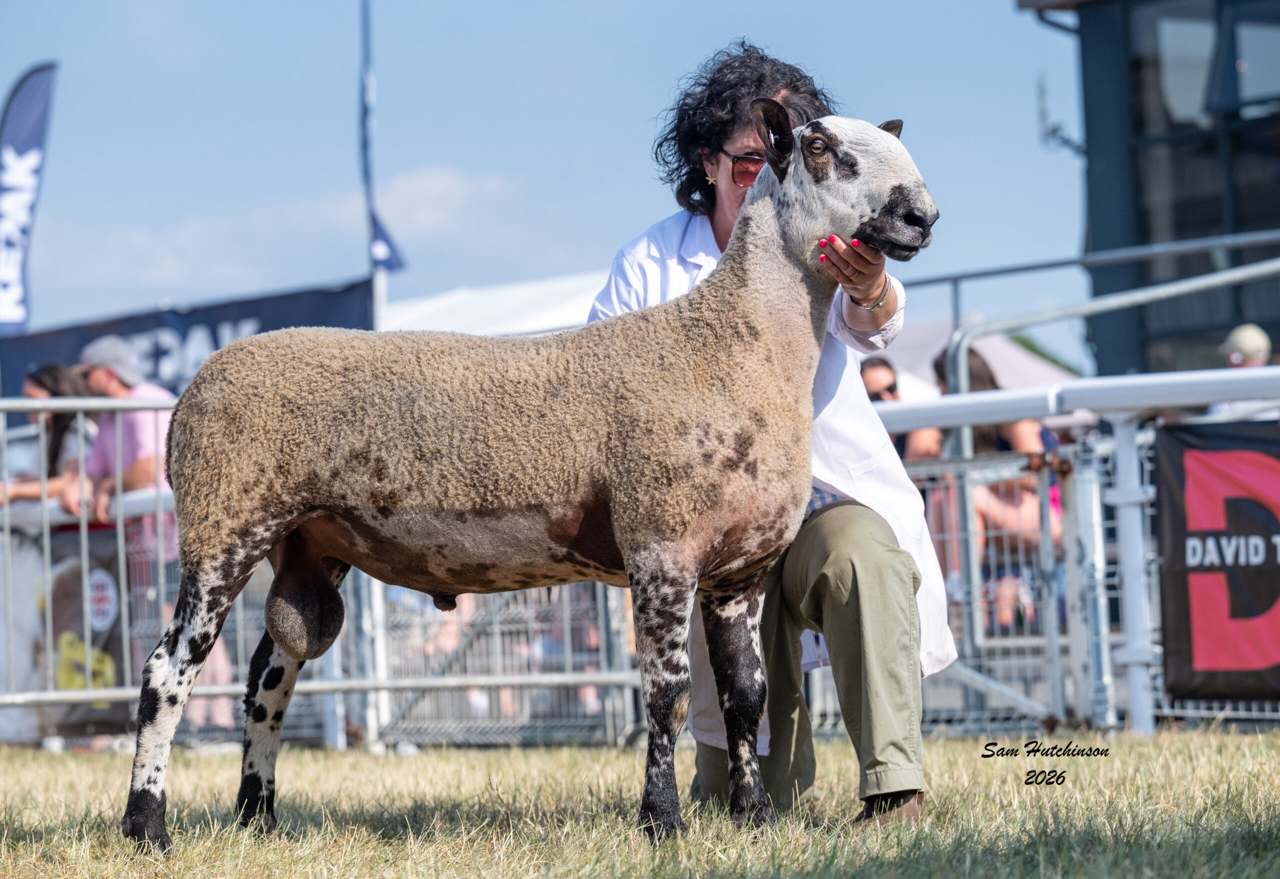 Royal Welsh Show – Crossing Type Show Results