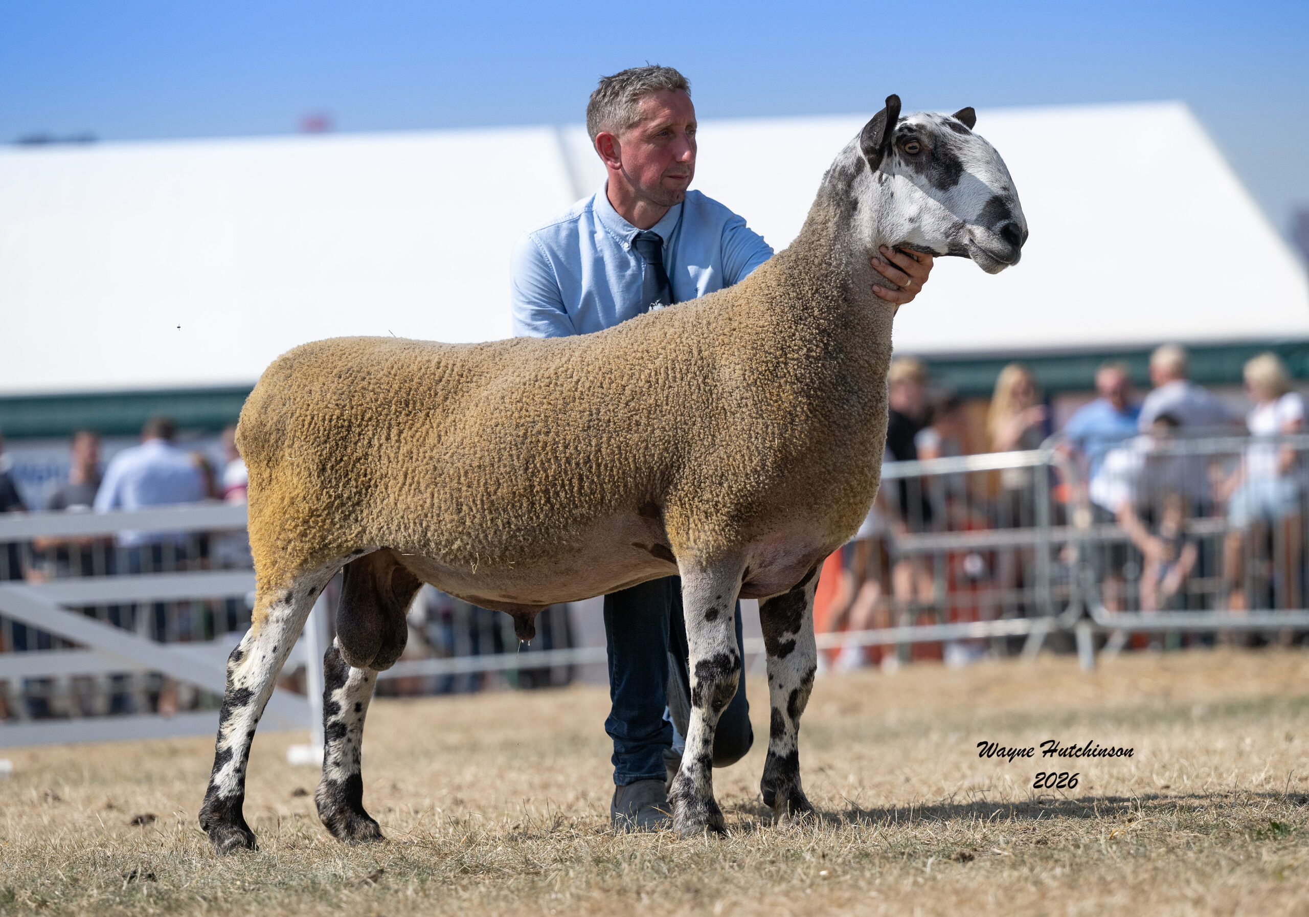 Great Yorkshire Show 2026 Image