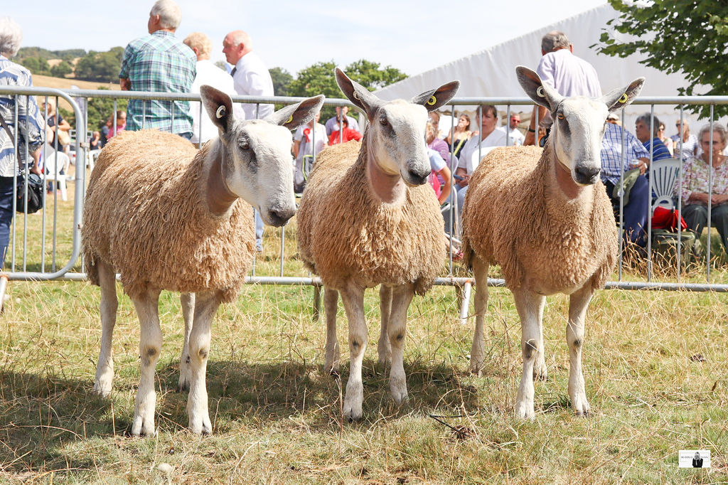 Wales & Border Progeny Show – Kindly hosted by Llanfyllin Show Show Results
