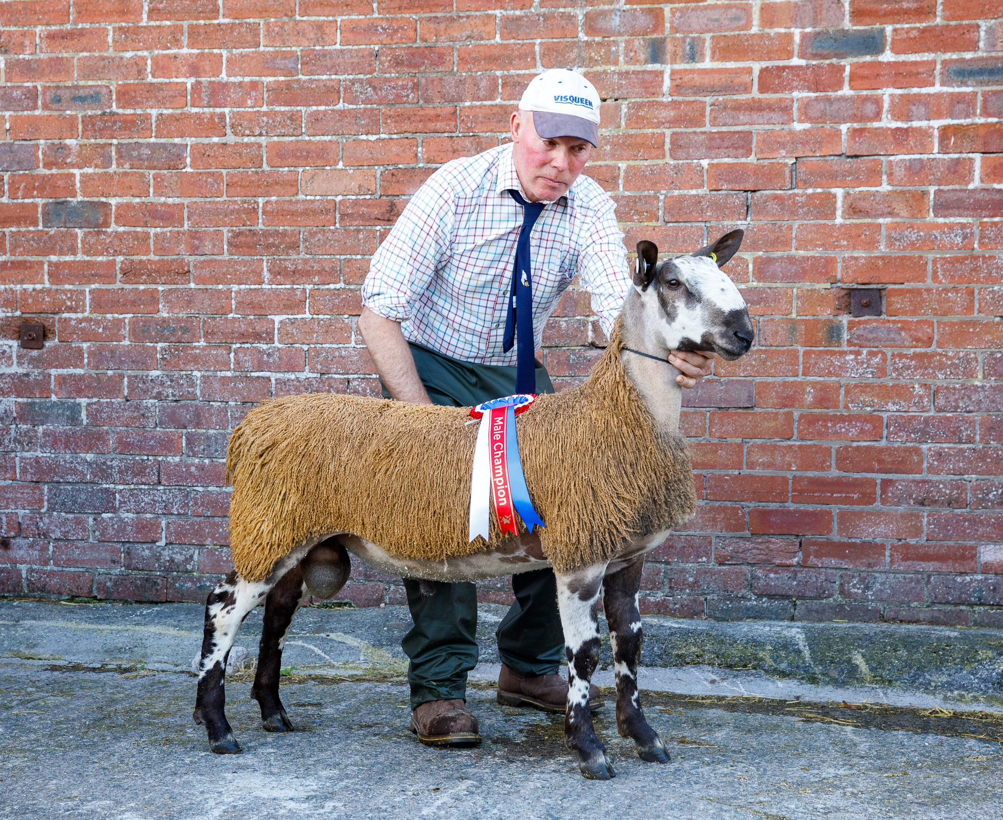 Castle Douglas - Sale of Registered Pedigree Bluefaced Leicester Rams & Ram Lambs  Image