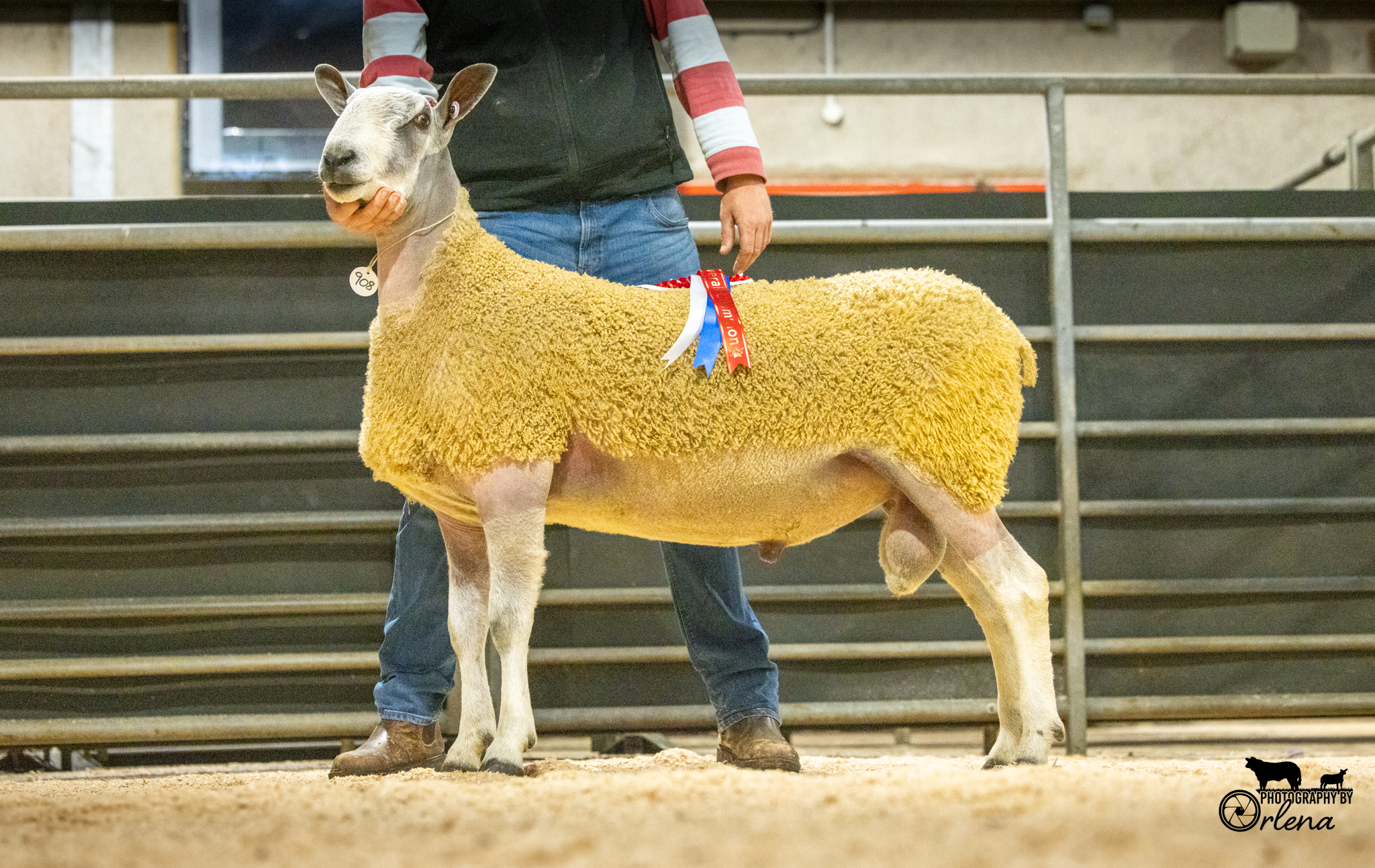 Hexham - Sale of Registered Pedigree Bluefaced Leicester Rams & Females  Image