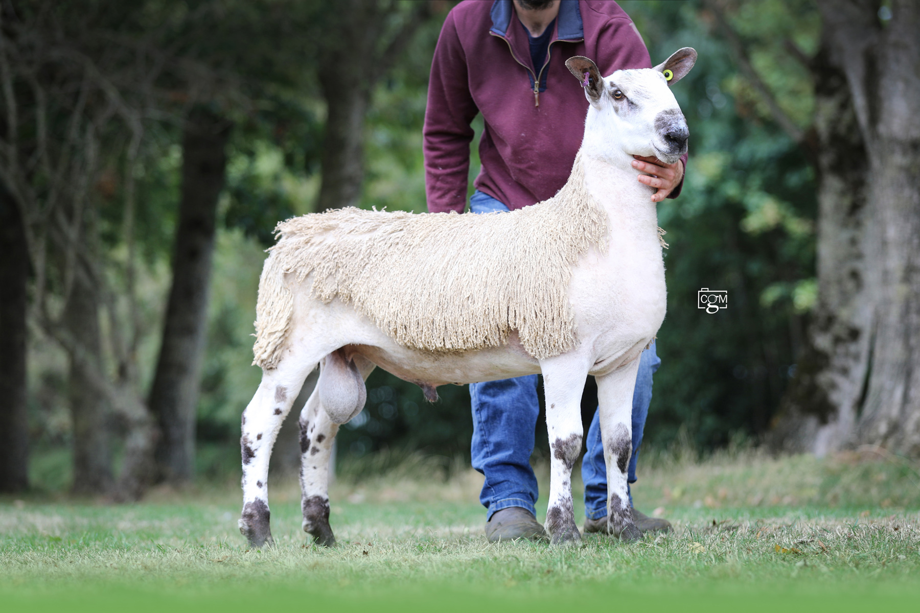 Exeter - Sale of Registered Pedigree Bluefaced Leicester Rams & Females  Image