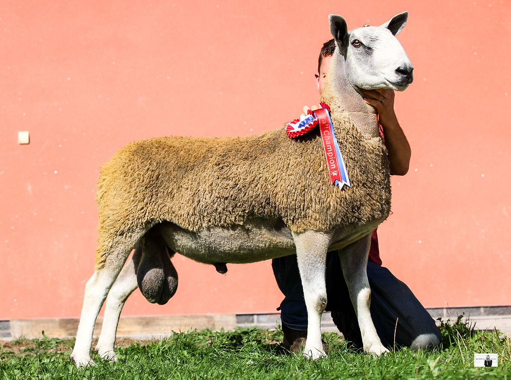Ruthin – 19th September 2026 Sale Reports