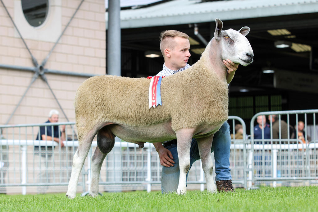 NSA Wales & Border Ram Sale - Builth Wells - Sale of Registered Pedigree Bluefaced Leicester Rams & Females Image