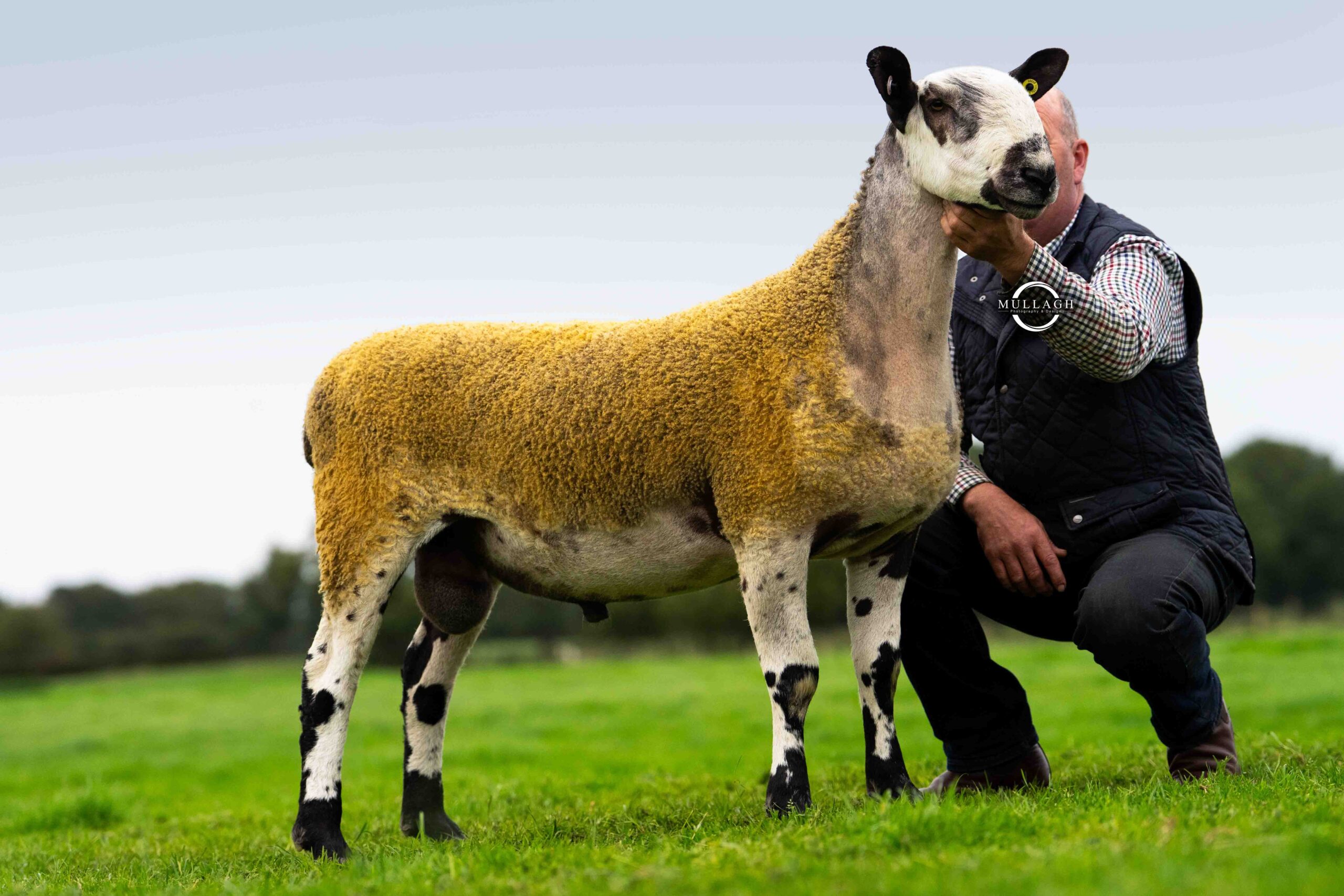 Ballymena Export Sale – 19th September 2026 Sale Reports