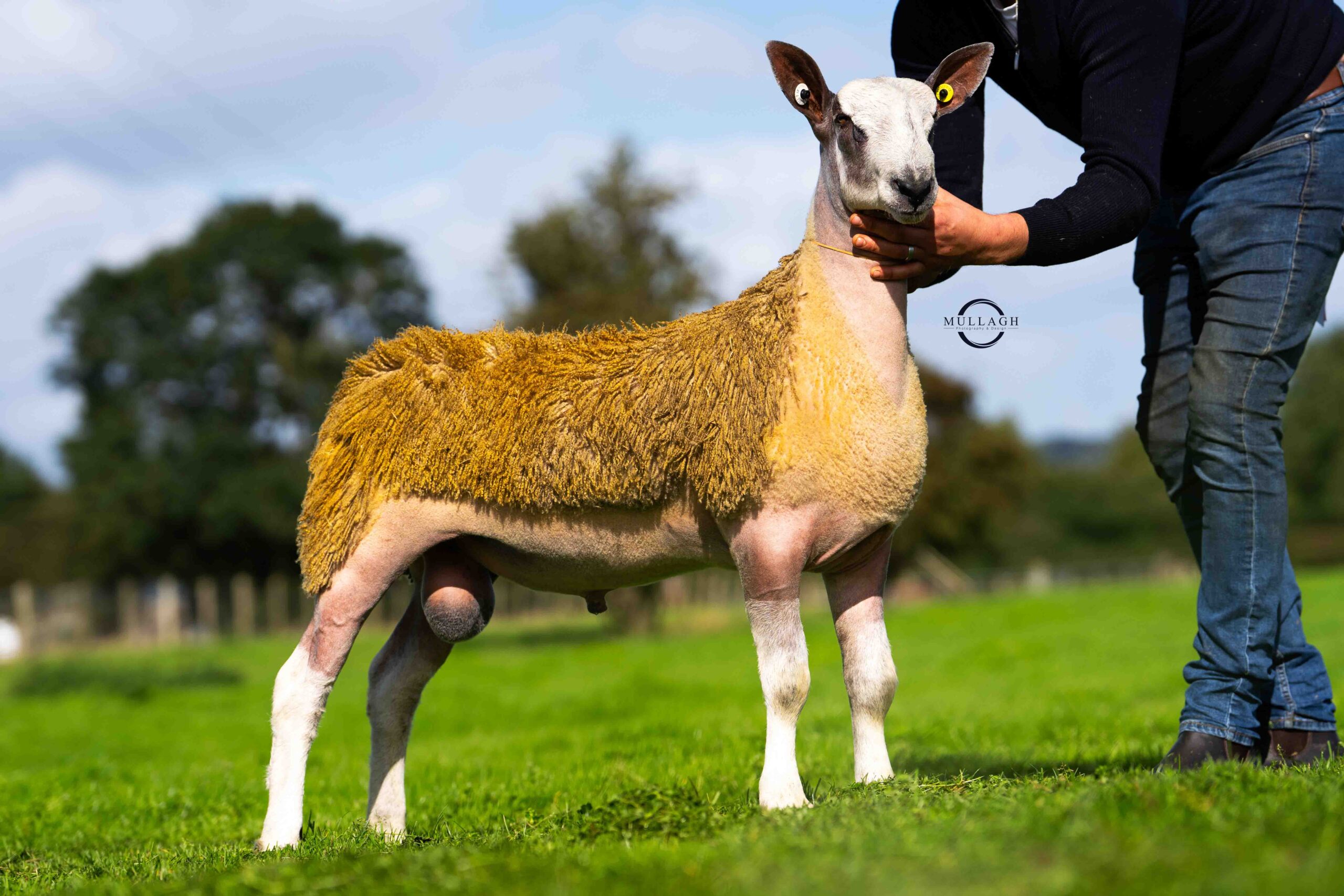 Ballymena - Sale of Registered Pedigree Bluefaced Leicester Rams, Ram Lambs & Females  Image