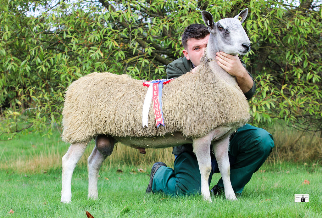 Welshpool - Sale of Registered Pedigree Bluefaced Leicester Rams & Females  Image