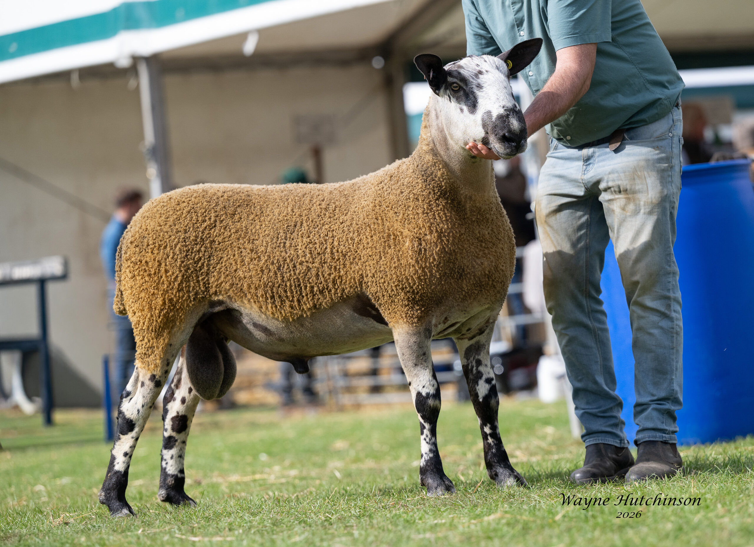 Kelso – Crossing Type – 11th September 2026 Sale Reports
