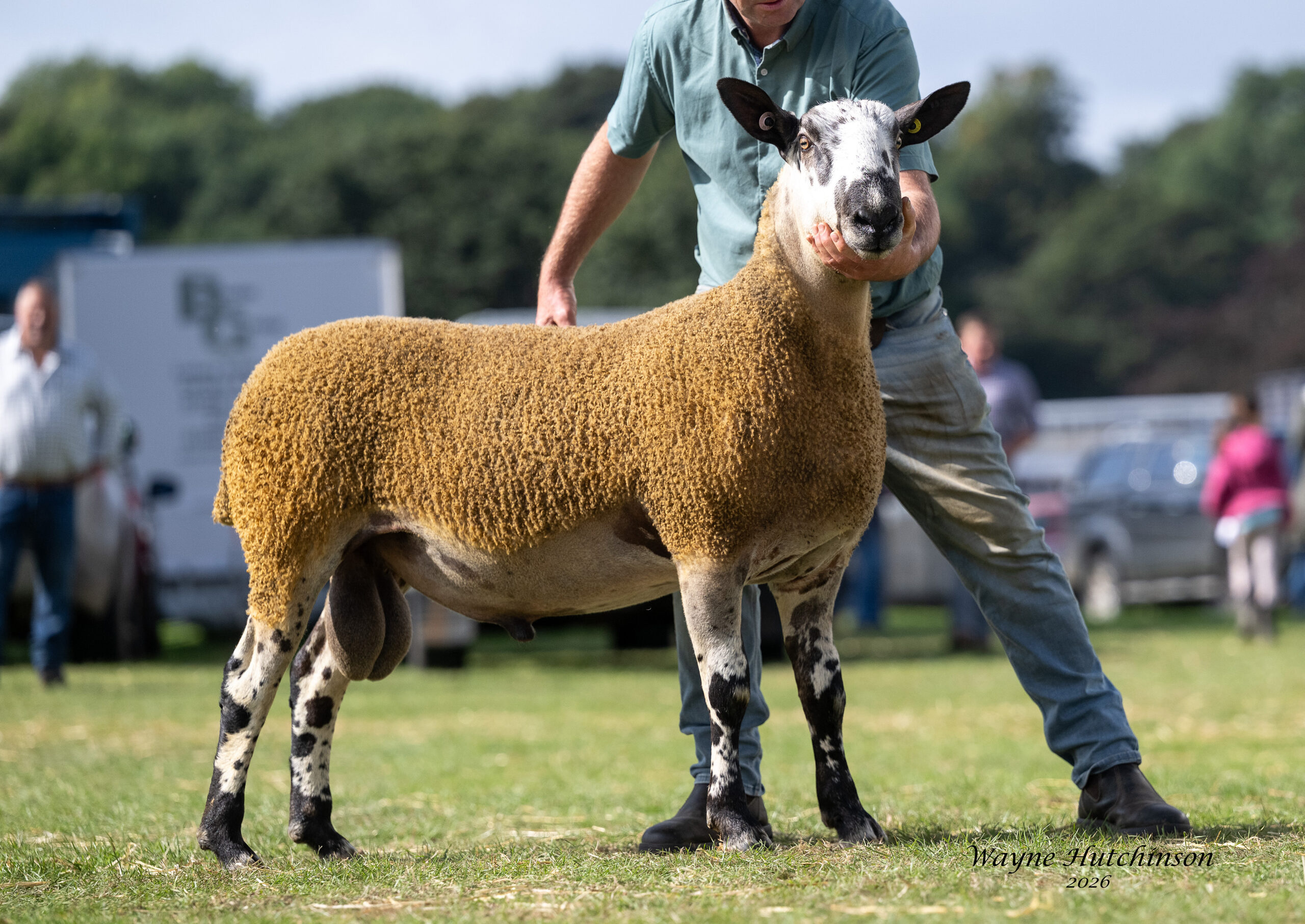 Kelso - Kelso - Sale of Registered Pedigree Bluefaced Leicester Rams - Crossing Type Image