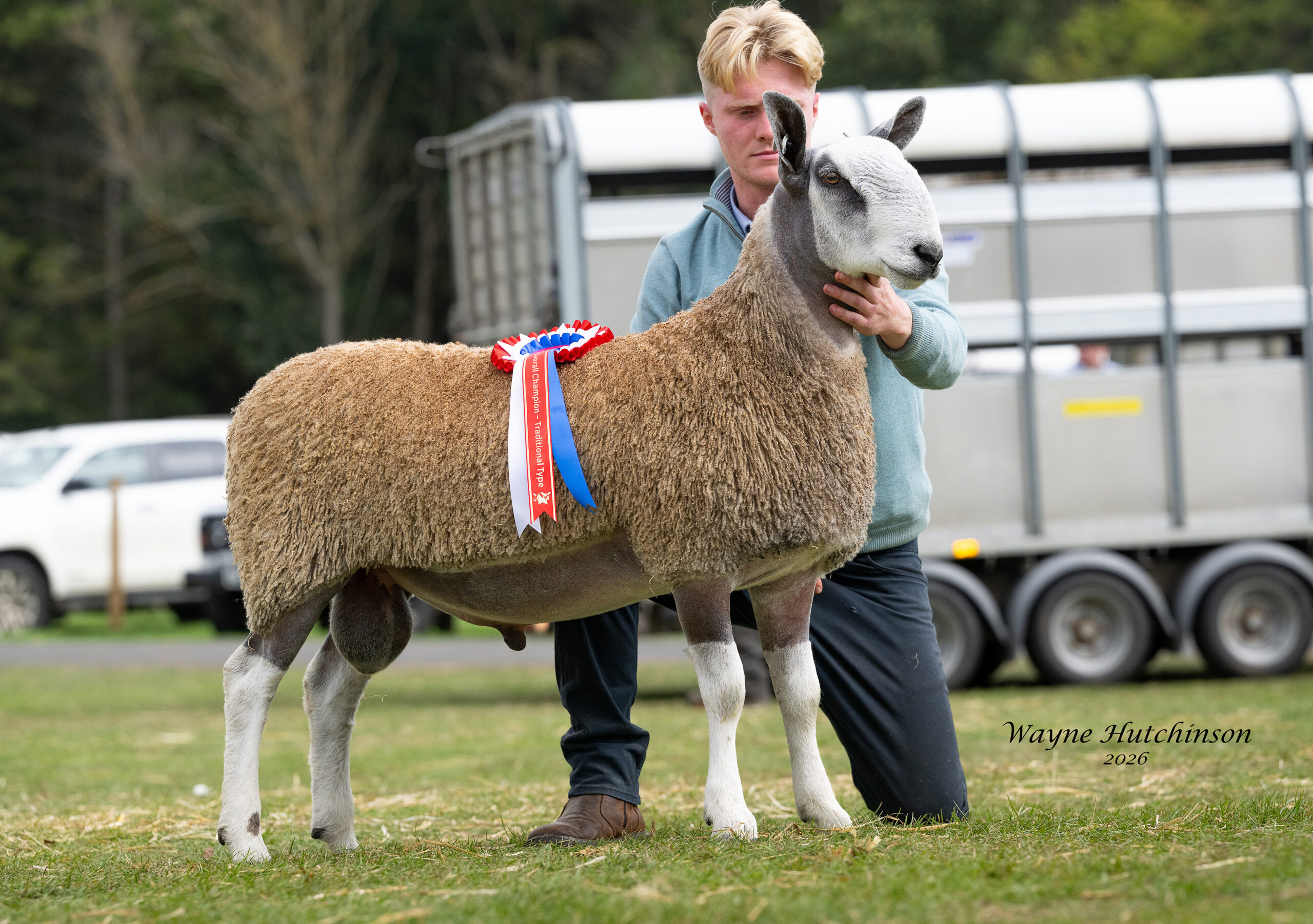 Kelso - Sale of Registered Pedigree Bluefaced Leicester Rams - Traditional  Image