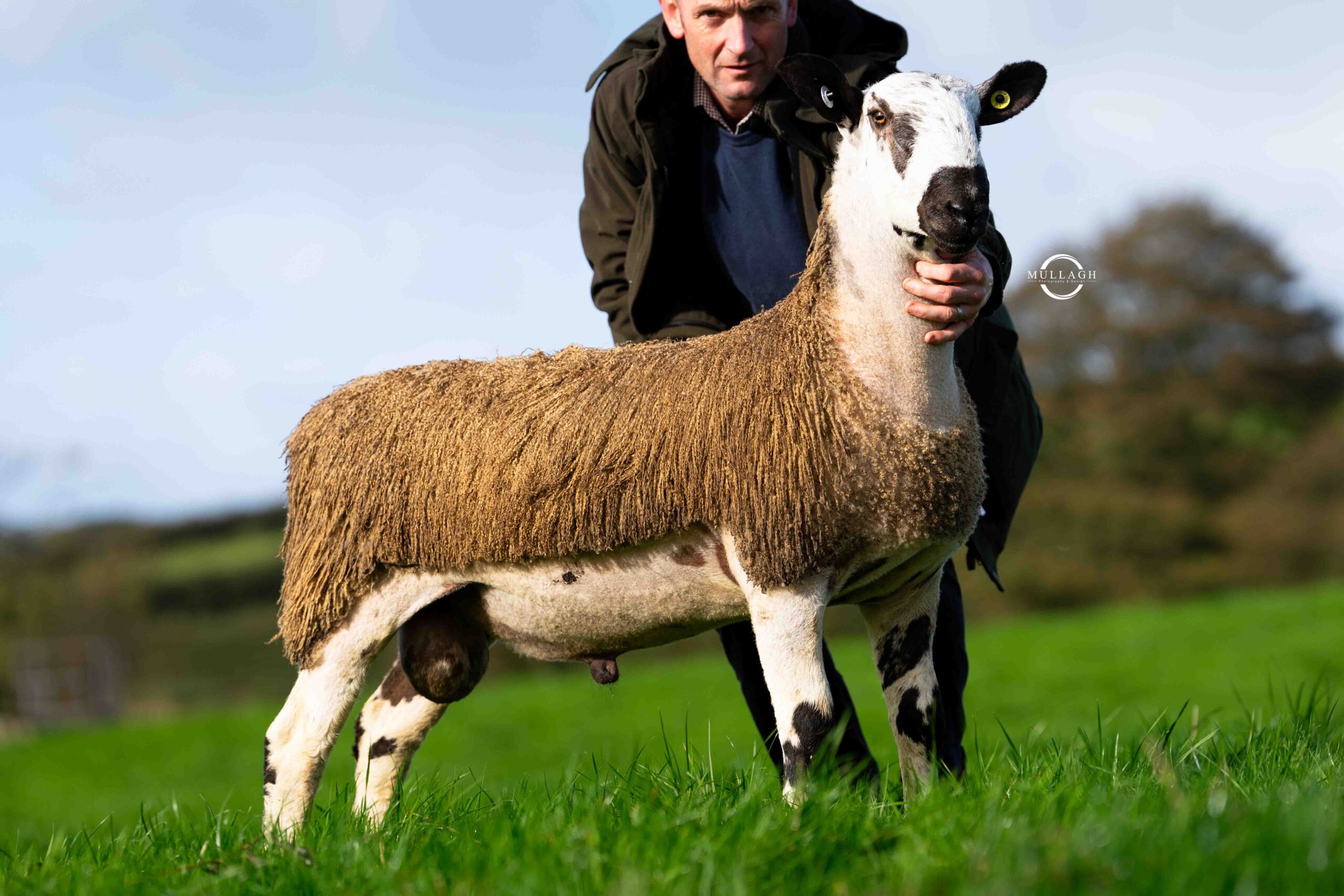 Armoy - Sale of Registered Pedigree Bluefaced Leicester Rams & Females Image