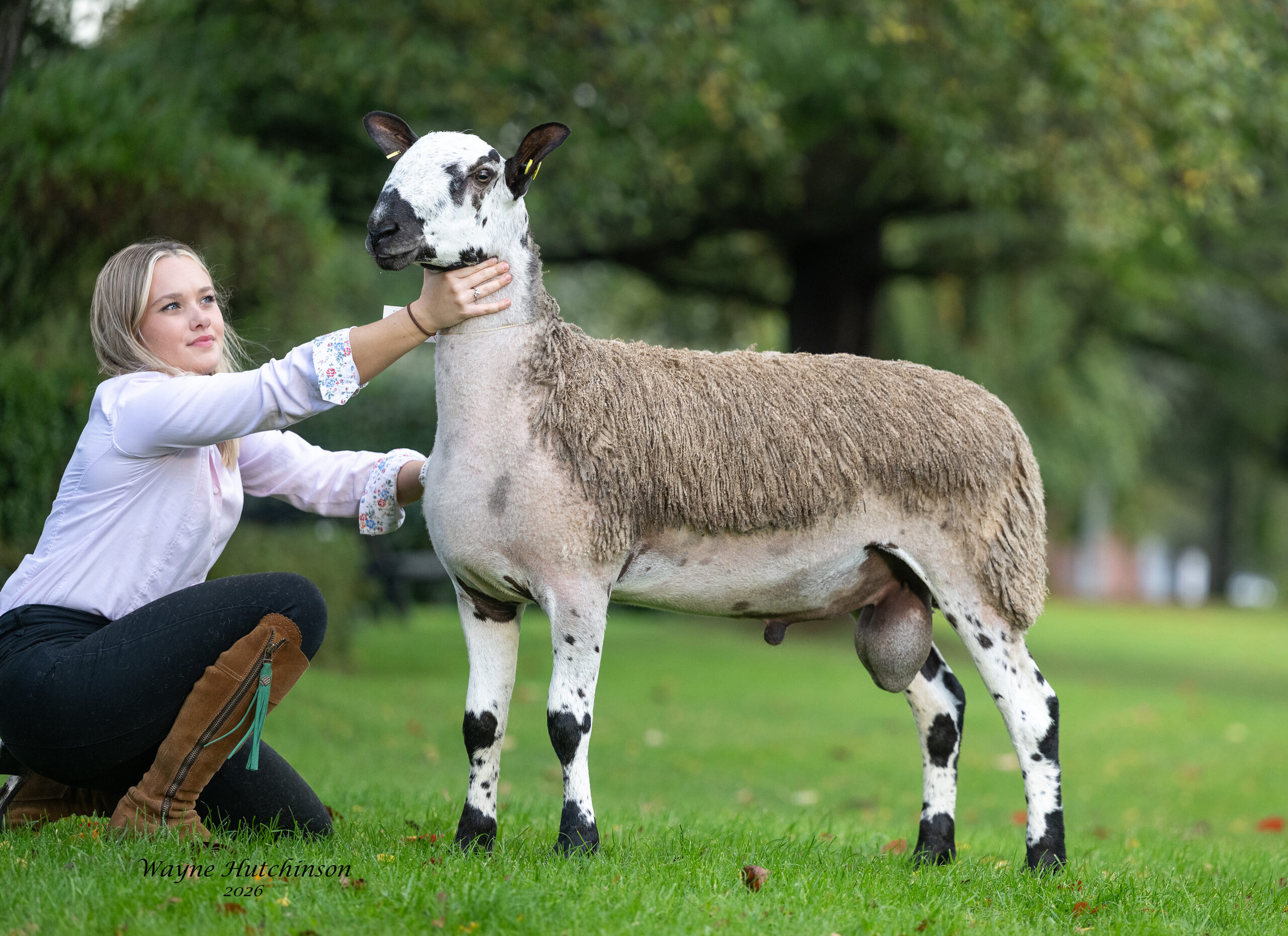 Carlisle - Sale of Crossing Type Registered Pedigree Bluefaced Leicester Rams & Females Image