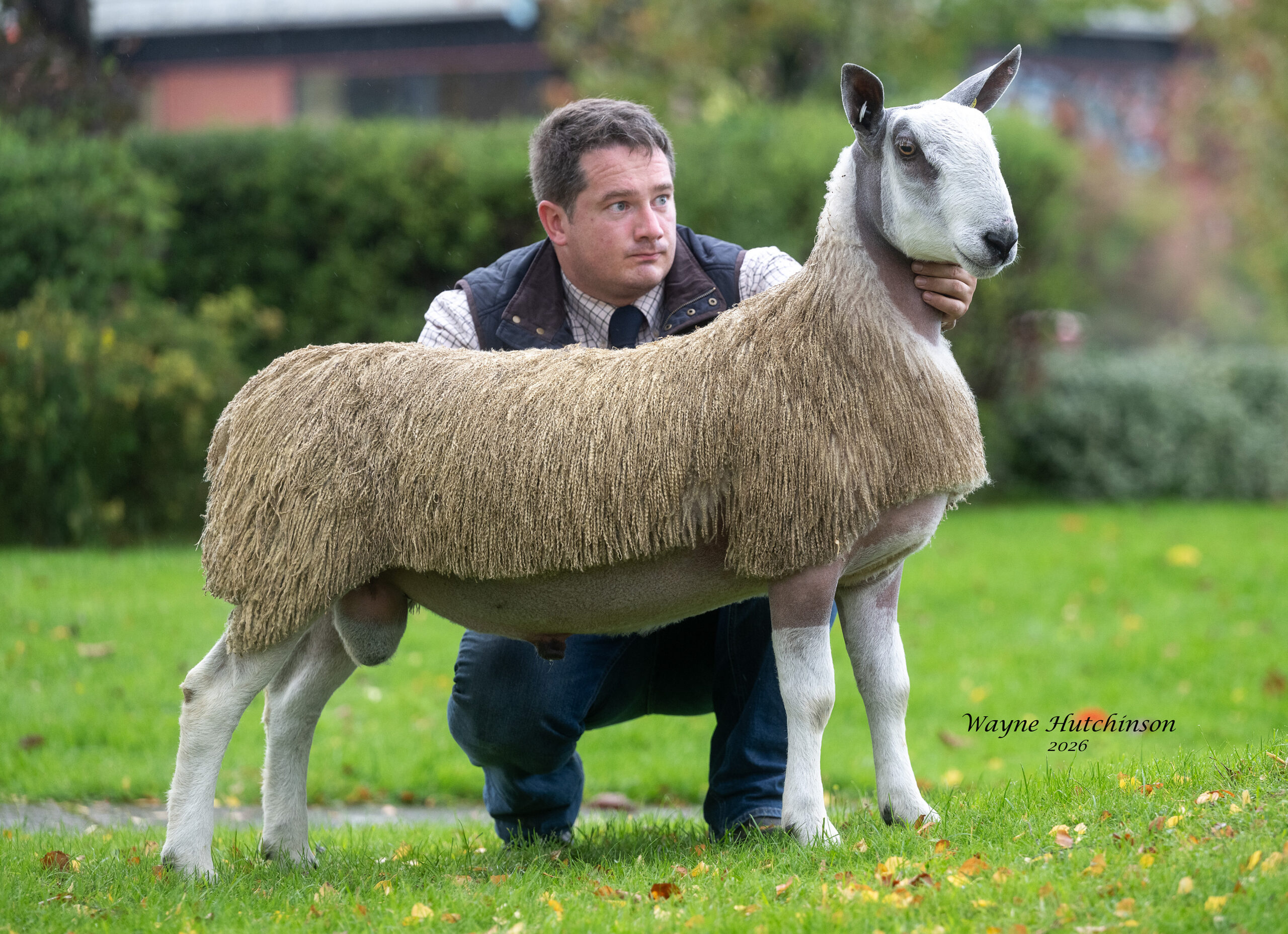 Carlisle - Sale of Traditional Registered Pedigree Bluefaced Leicester Rams & Females Image